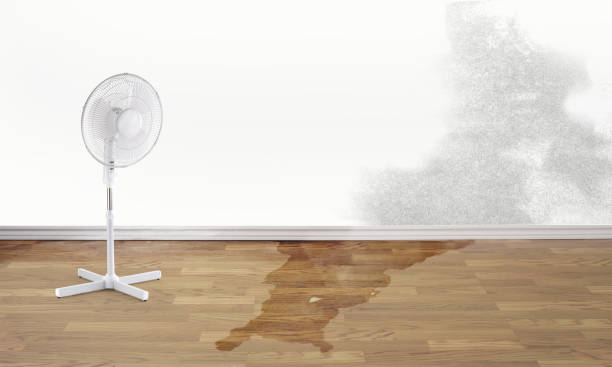 Best Professional water damage repair  in South Floral Park, NY